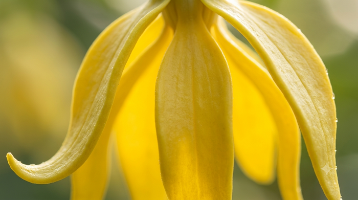 Ylang Ylang